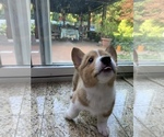 Small Photo #2 Pembroke Welsh Corgi Puppy For Sale in SMITHTOWN, NY, USA