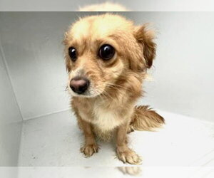 Chihuahua Dogs for adoption in Houston, TX, USA