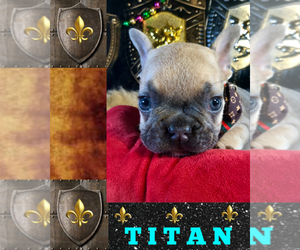 French Bulldog Puppy for sale in HEATHROW, FL, USA