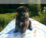 Small #5 German Shepherd Dog