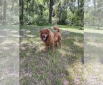 Small Photo #5 Chow Chow Puppy For Sale in Valrico, FL, USA