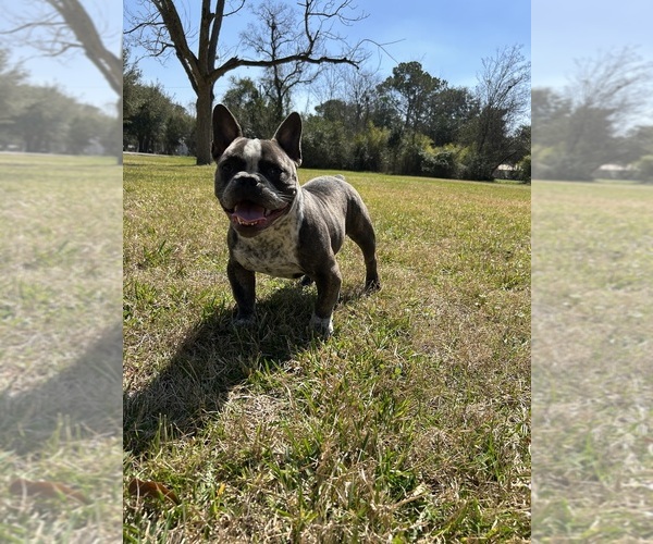 Medium Photo #4 American Bully Puppy For Sale in HOUSTON, TX, USA