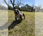Small #3 American Bully