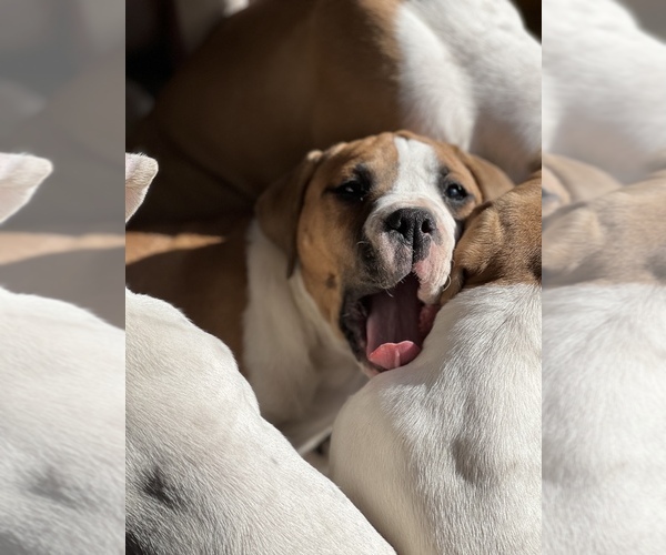 Medium Photo #12 American Bulldog Puppy For Sale in BONAIRE, GA, USA