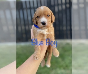 Goldendoodle-Poodle (Miniature) Mix Puppy for sale in MANTI, UT, USA