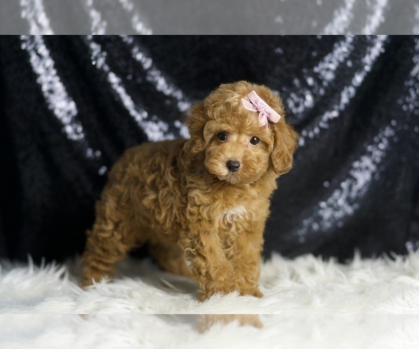 Medium Photo #5 Poodle (Toy) Puppy For Sale in WARSAW, IN, USA