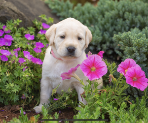 Labrador Retriever Puppy for sale in GIG HARBOR, WA, USA