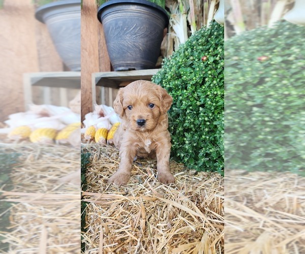 Medium Photo #6 Cavapoo (Miniature) Puppy For Sale in GREENWOOD, WI, USA
