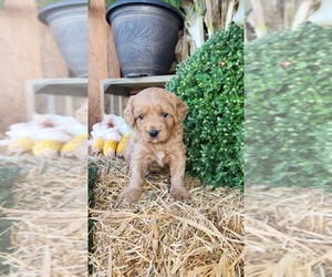 Medium Cavapoo (Miniature)