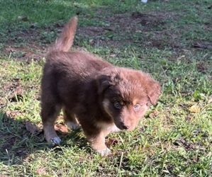 Australian Shepherd Puppy for sale in MERCER, WI, USA