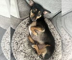 Small #4 Doxie-Pin