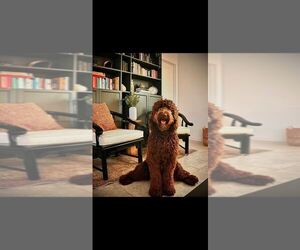 Father of the Labradoodle puppies born on 06/25/2025