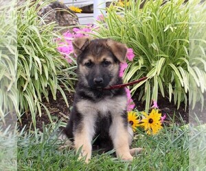German Shepherd Dog Puppy for sale in STEWARTSTOWN, PA, USA