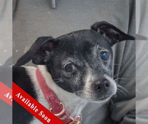 Italian Greyhound-Rat Terrier Mix Dogs for adoption in Huntley, IL, USA