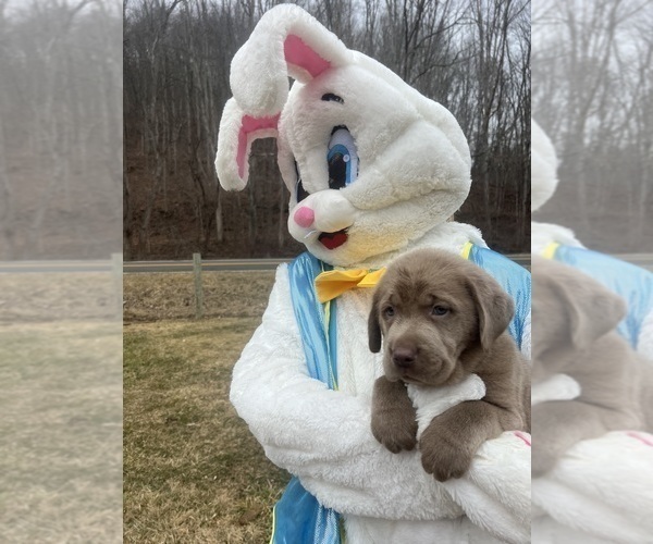 Medium Photo #2 Labrador Retriever Puppy For Sale in NEOLA, WV, USA