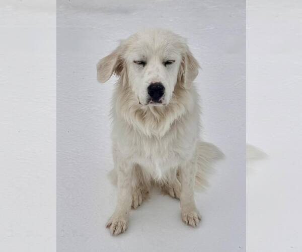 Medium Photo #4 Great Pyrenees Puppy For Sale in Dallas, TX, USA