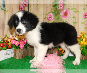 Texas Heeler Puppy for sale in HAMMOND, IN, USA