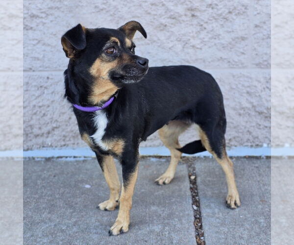 Medium Photo #4 Chihuahua Puppy For Sale in Lakewood, CO, USA