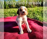 Puppy Babybird Brittany