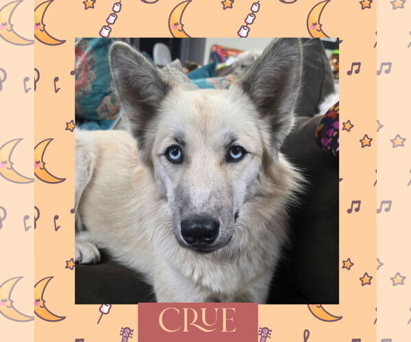 Medium Photo #1 Mutt Puppy For Sale in Littleton, CO, USA