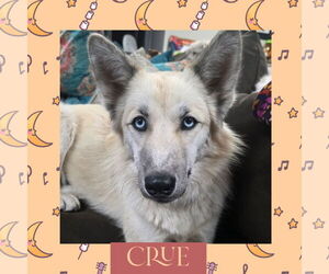 Mutt Dogs for adoption in Littleton, CO, USA