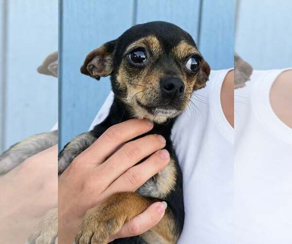 Medium Photo #1 Chihuahua Puppy For Sale in Mukwonago, WI, USA