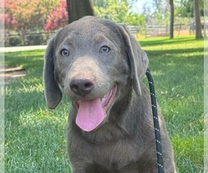 Labrador Retriever Puppy for Sale in REEDLEY, California USA
