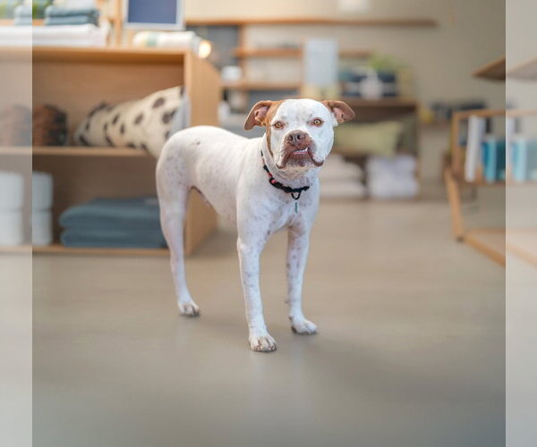 Medium Photo #5 Boxer-Unknown Mix Puppy For Sale in Marina Del Rey, CA, USA