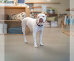 Small #4 Boxer Mix