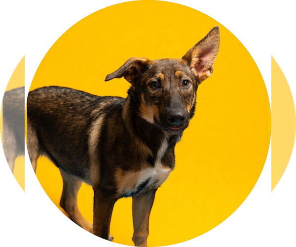 Medium Photo #1 German Shepherd Dog Puppy For Sale in Rowlett, TX, USA