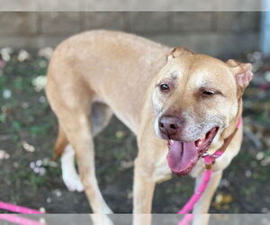 Mutt Dogs for adoption in Tulsa, OK, USA