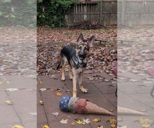 German Shepherd Dog Dogs for adoption in Evansville, IN, USA