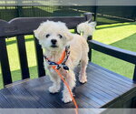 Small #2 Poodle (Miniature)
