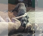 Small #1 Great Dane