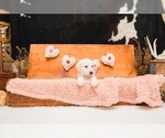 Small Photo #3 Labradoodle Puppy For Sale in CLINTON CNTY, OH, USA