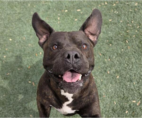 Medium Photo #1 American Staffordshire Terrier-Bulldog Mix Puppy For Sale in Rockwall, TX, USA