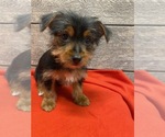 Small Photo #6 Yorkshire Terrier Puppy For Sale in RICHMOND, IL, USA