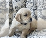 Small #8 Golden Retriever