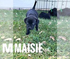 Mutt Dogs for adoption in Camarillo, CA, USA