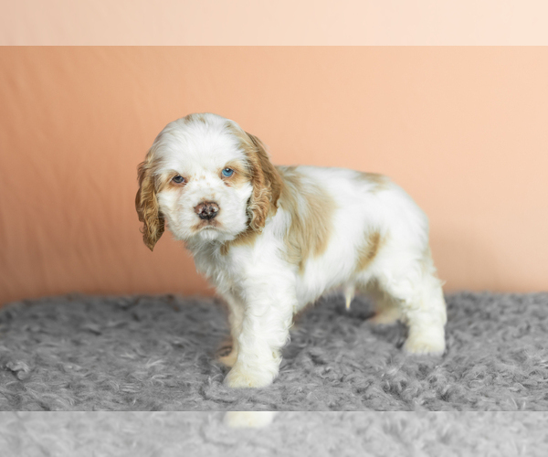 Medium Photo #16 Cocker Spaniel Puppy For Sale in NAPPANEE, IN, USA