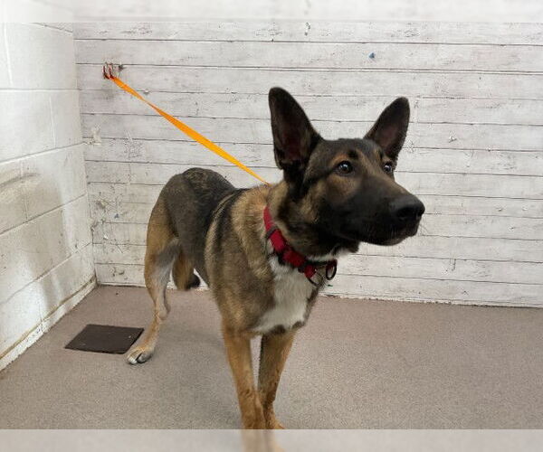 Medium Photo #1 German Shepherd Dog Puppy For Sale in San Bernardino, CA, USA