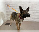 Small German Shepherd Dog