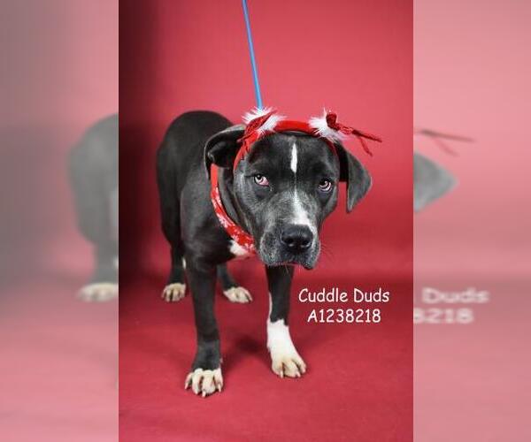 Medium Photo #1 Mutt Puppy For Sale in Bakersfield, CA, USA