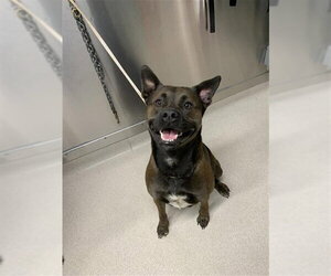 Mutt Dogs for adoption in Fairbanks, AK, USA