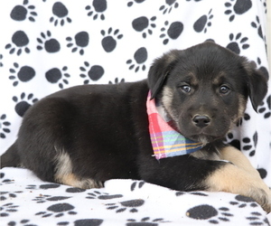 English Cream Golden Retriever-Mutt Mix Puppy for sale in SHILOH, OH, USA
