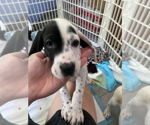 Medium Photo #2 English Setter-German Shorthaired Pointer Mix Puppy For Sale in AMESBURY, MA, USA
