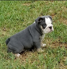 English Bulldog Puppy for sale in ROMA, TX, USA