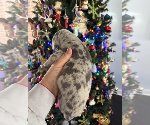 Medium Photo #4 Great Dane Puppy For Sale in CLANTON, AL, USA