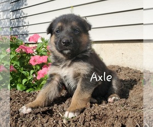 German Shepherd Dog Puppy for sale in COLBY, WI, USA