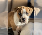 Small Photo #1 American Bulldog Puppy For Sale in BONAIRE, GA, USA